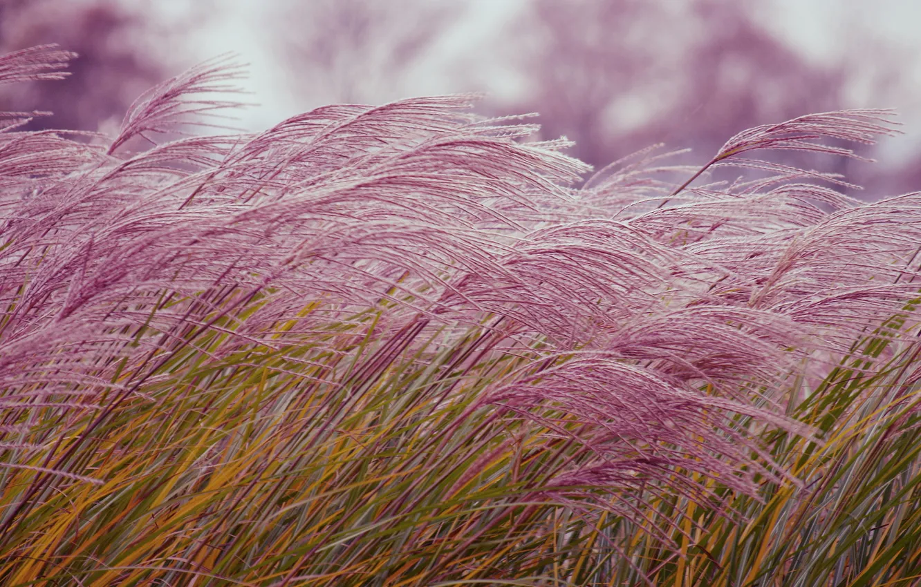 Photo wallpaper grass, nature, plant