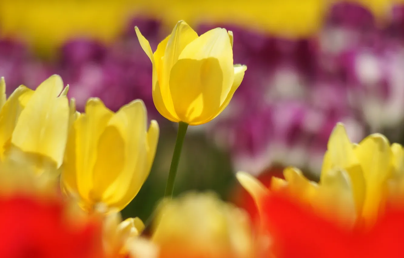 Photo wallpaper yellow, red, focus, spring, tulips