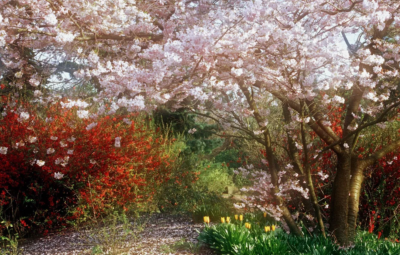 Photo wallpaper trees, color, grove, the bushes