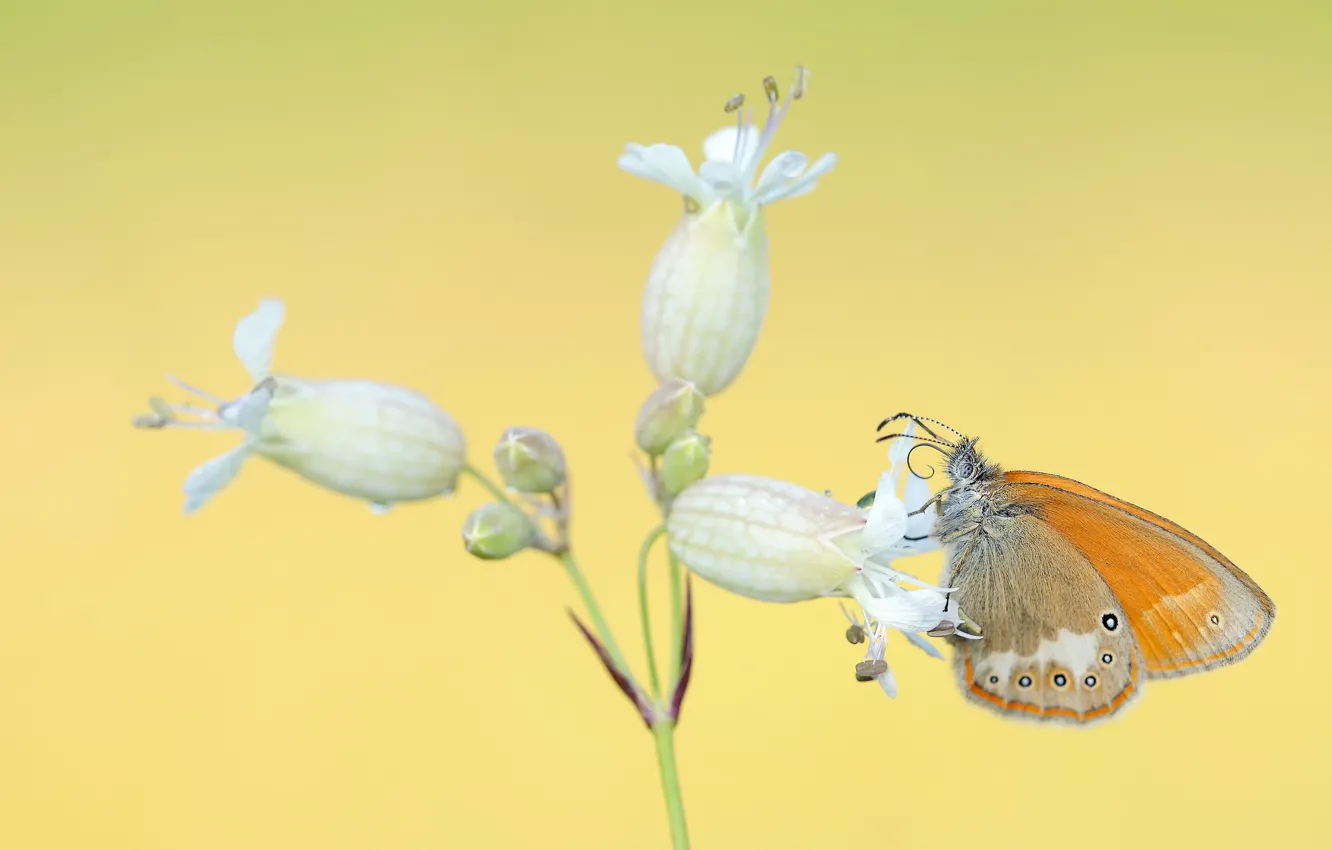Photo wallpaper white, flowers, orange, butterfly, yellow background, inflorescence