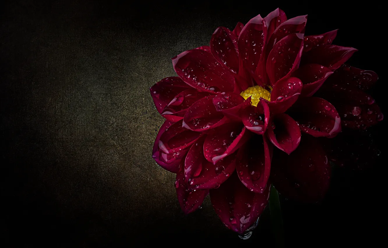 Photo wallpaper drops, macro, flowers, petals, black background, scarlet, water drops, Burgundy
