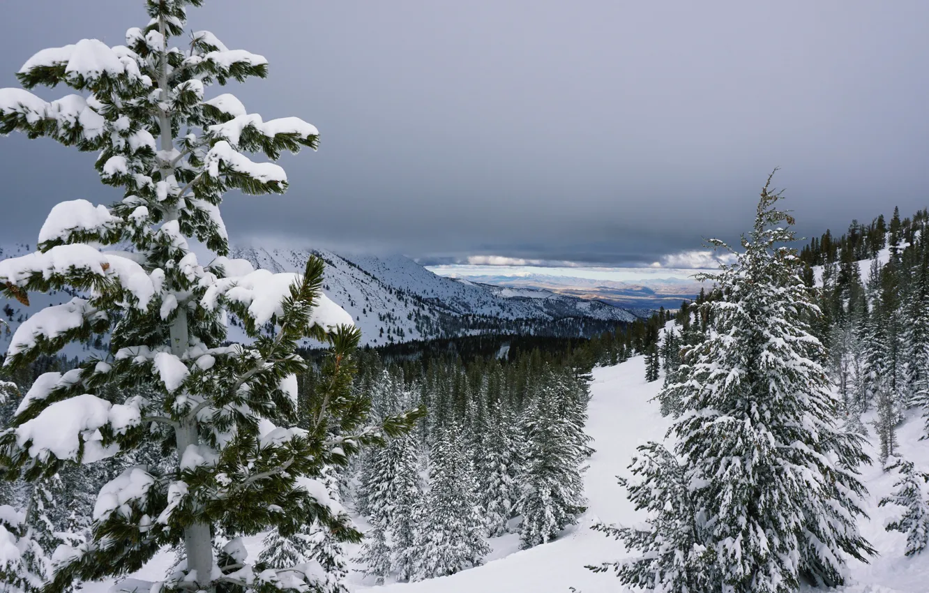 Photo wallpaper snow, mountains, tree