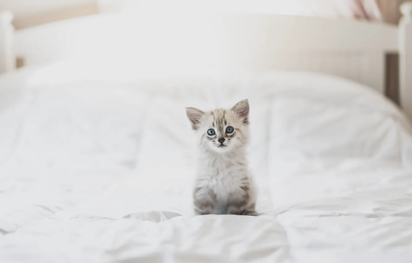 Photo wallpaper white, look, pose, kitty, background, room, bed, light
