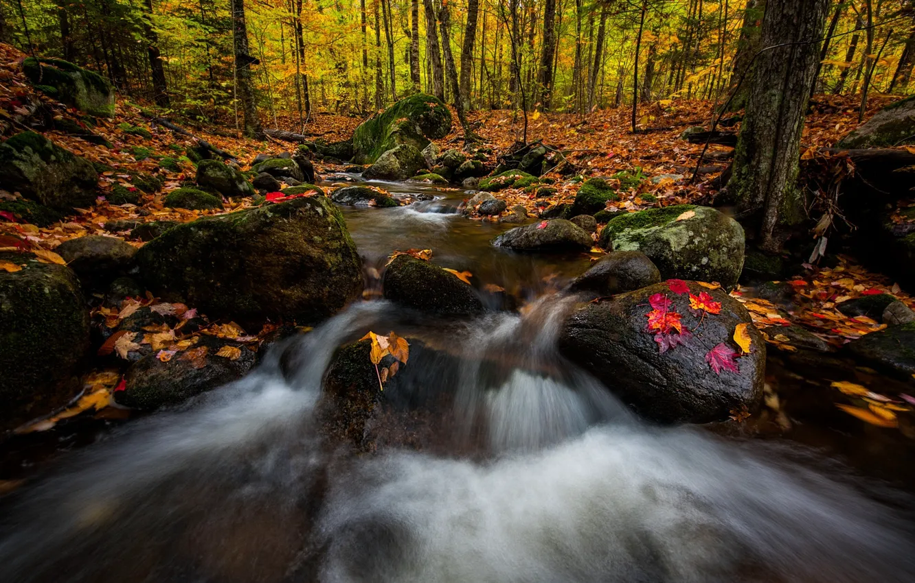 Photo wallpaper autumn, forest, trees, nature, river