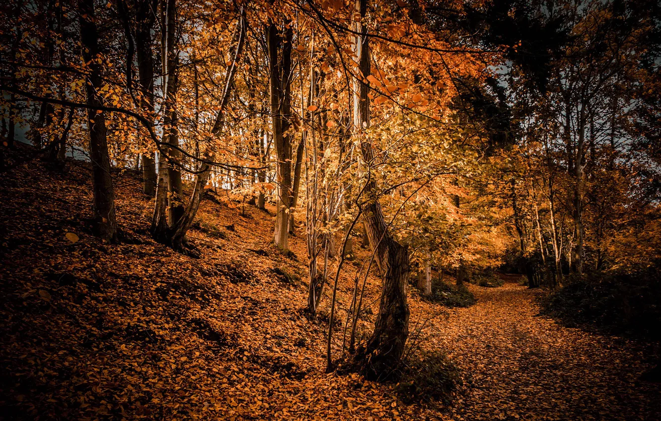 Photo wallpaper autumn, forest, nature