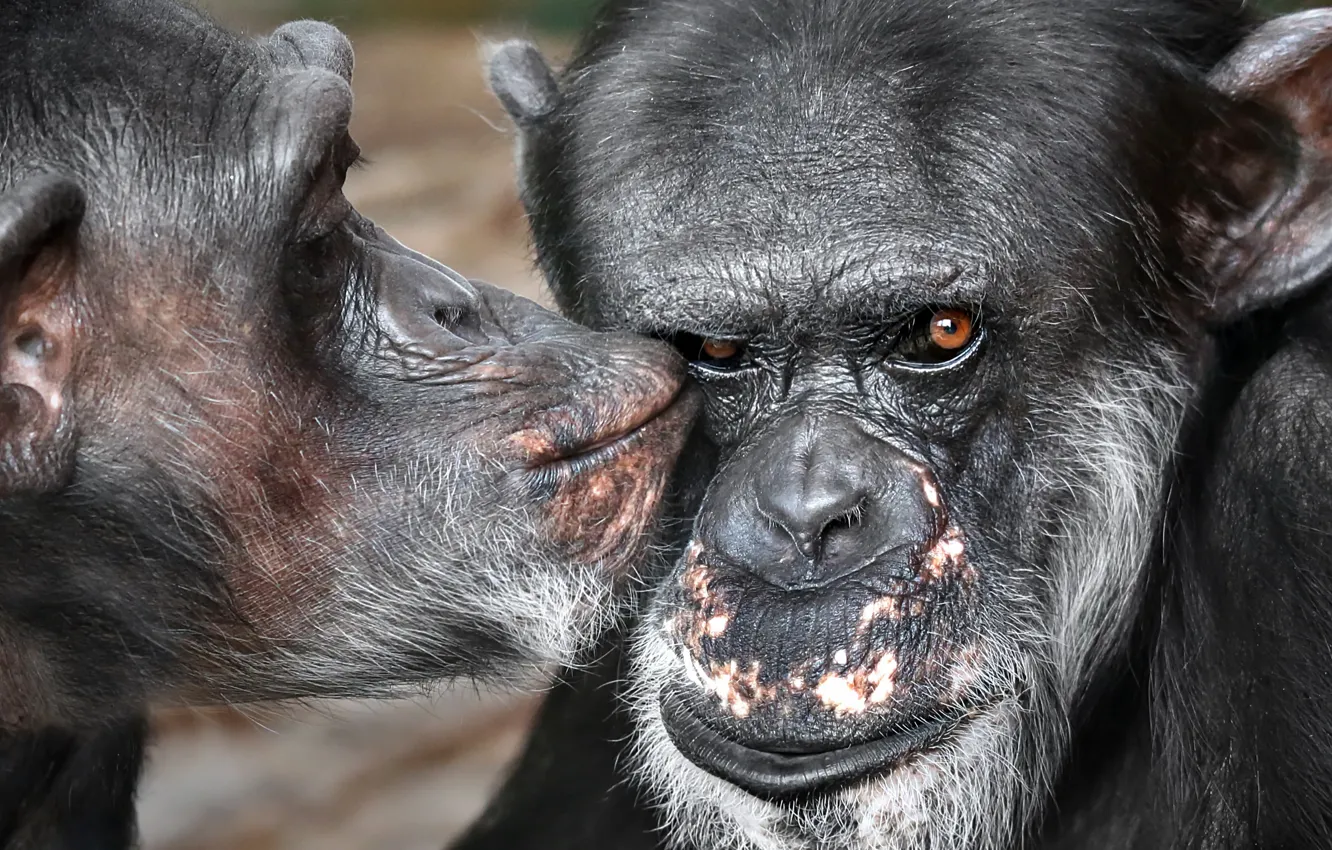 Photo wallpaper nature, background, monkey