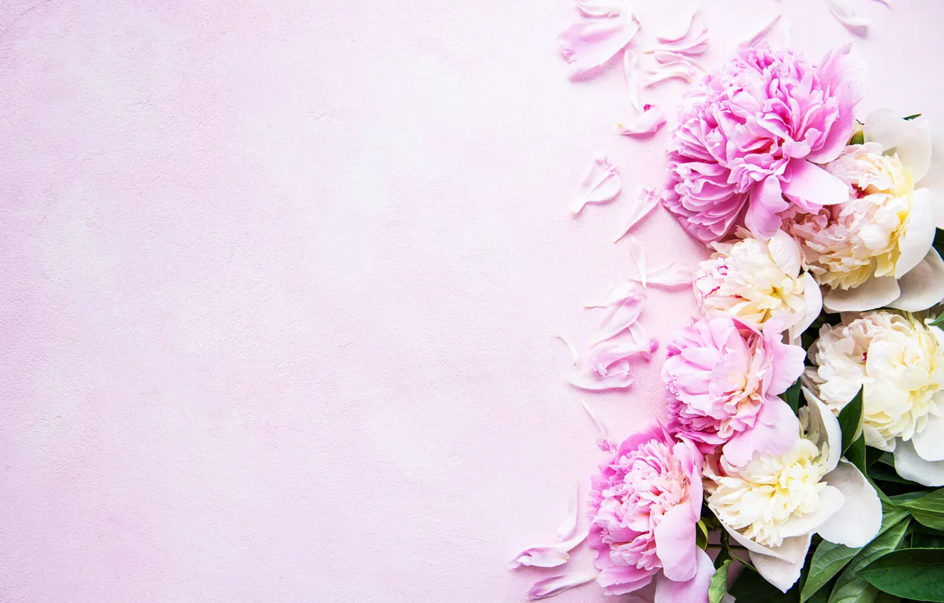 Photo wallpaper flowers, petals, pink background, pink, flowers, peonies, petals, peonies