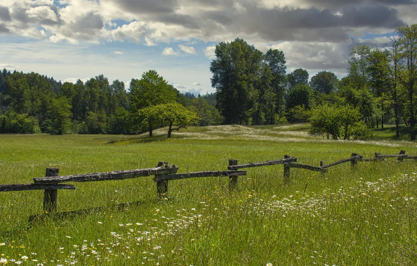 Photo wallpaper field, grass, trees, the fence, pasture