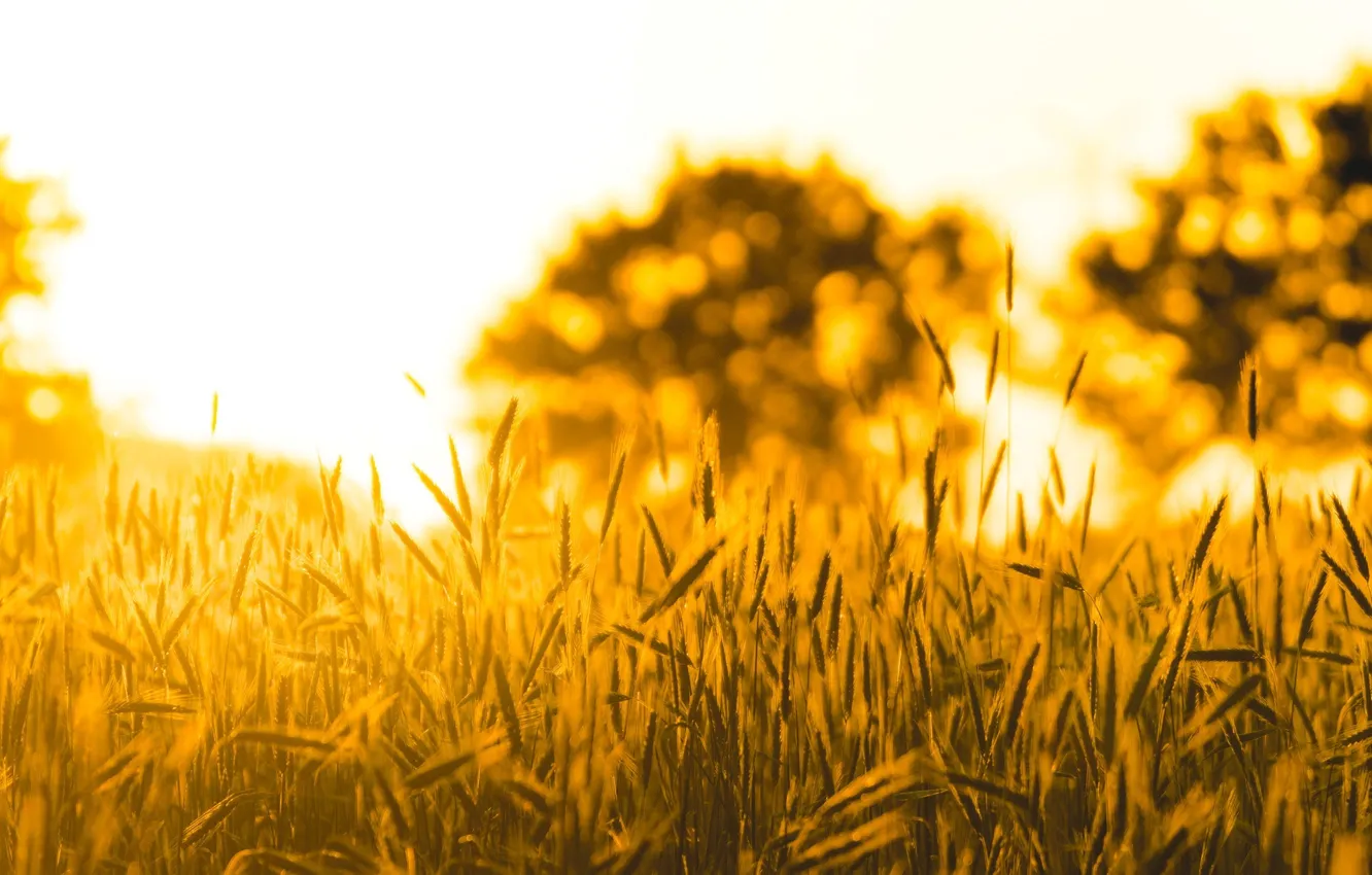 Photo wallpaper wheat, field, the sun, macro, nature, background, tree, widescreen