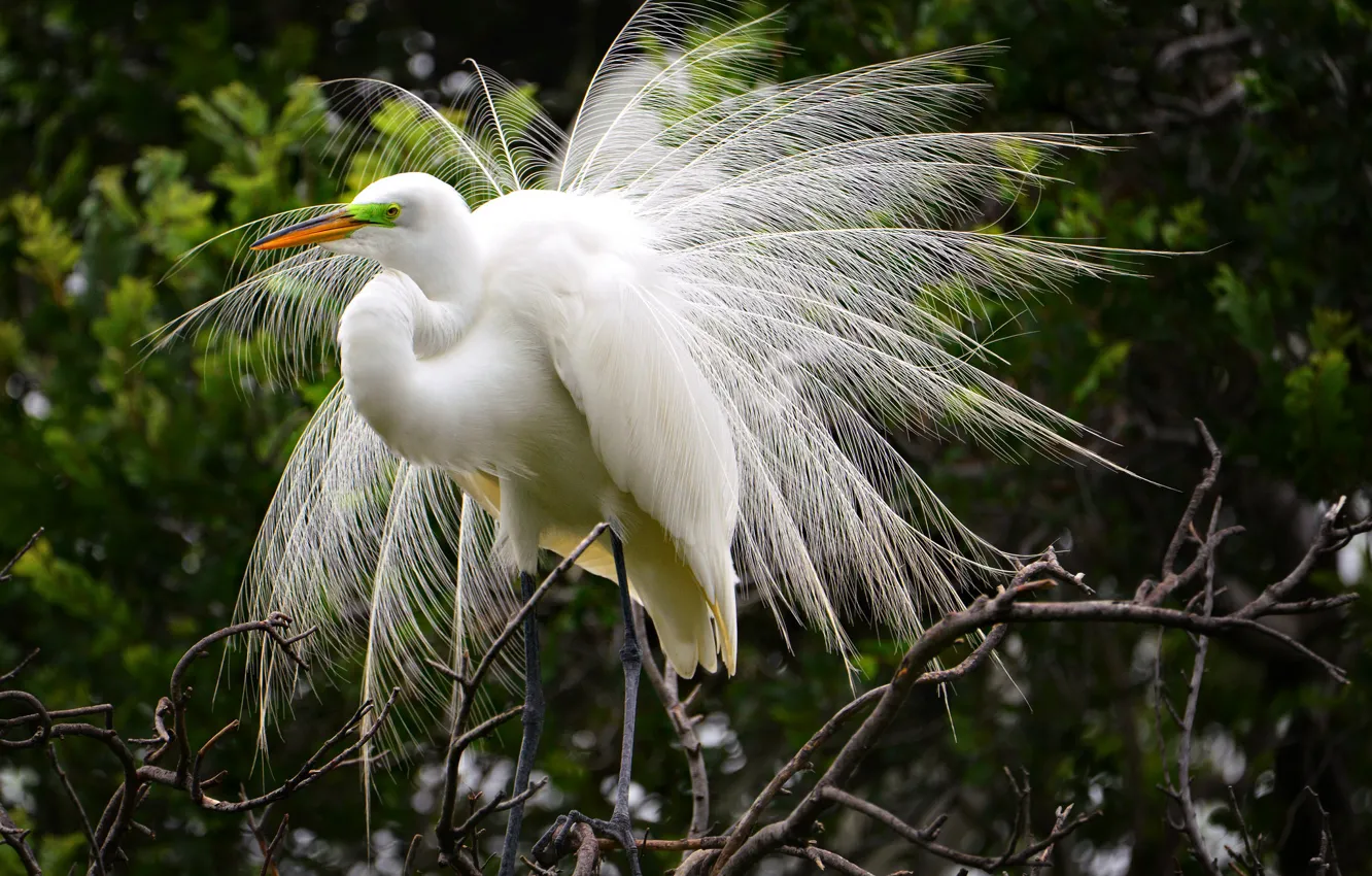 Photo wallpaper greens, bird, Nature, great white egret.