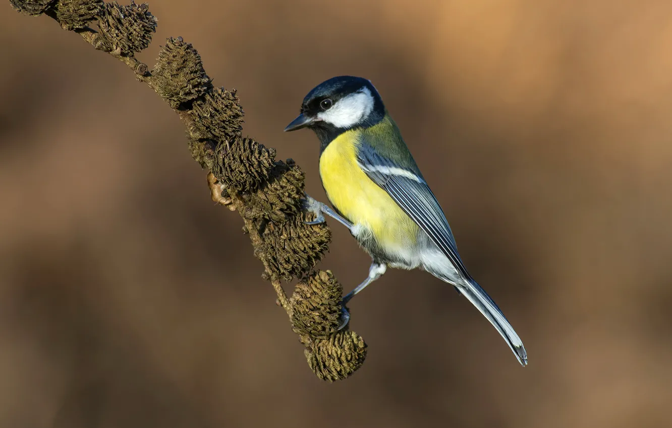 Photo wallpaper bird, feathers, tit