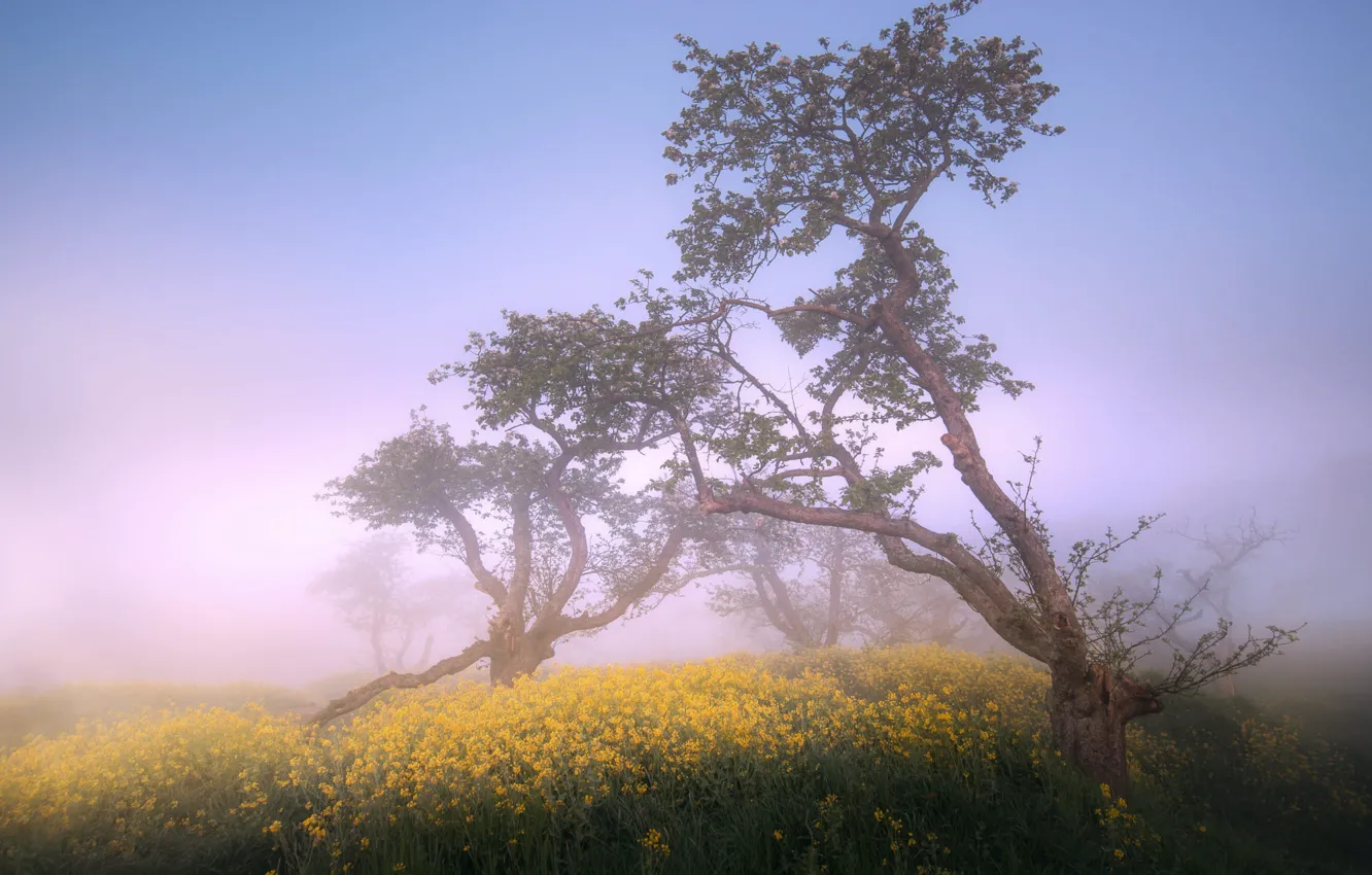 Photo wallpaper trees, fog, morning, curves, rape, rapeseed field
