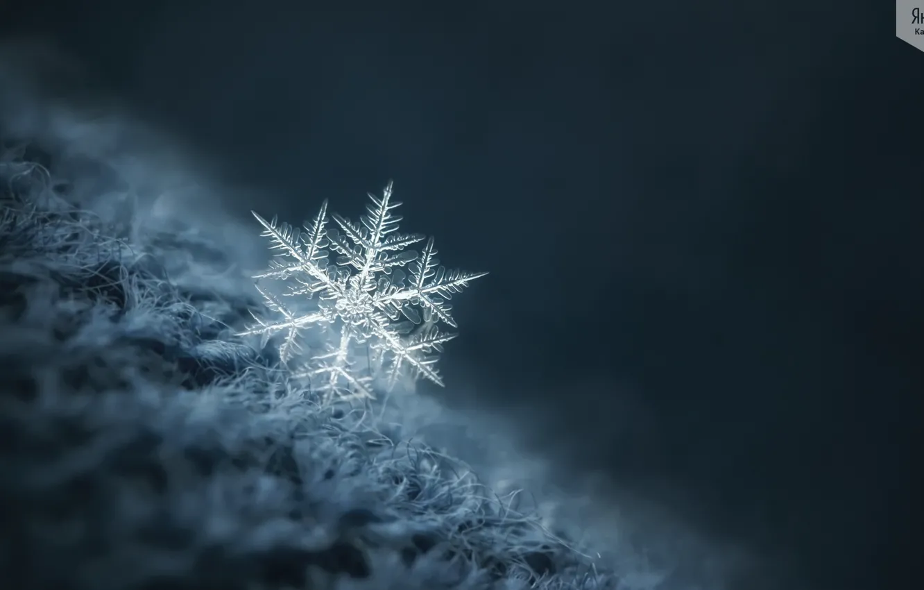 Photo wallpaper winter, macro, snowflake