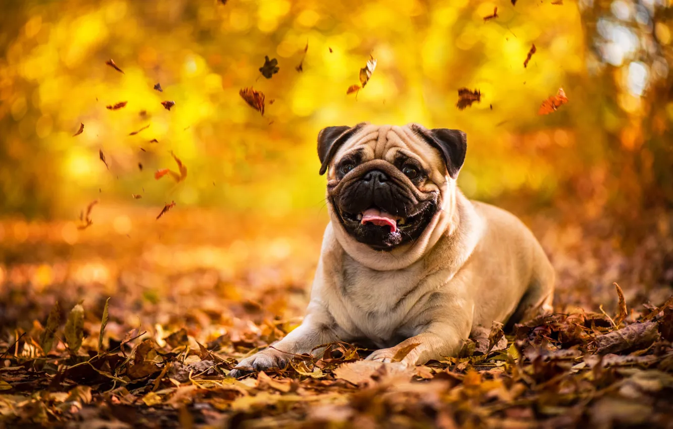Photo wallpaper autumn, Park, dog, pug