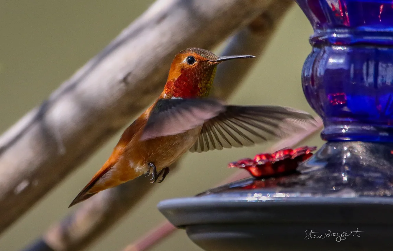 Photo wallpaper branches, bird, feeder, maneuver, This Summer's Hummers