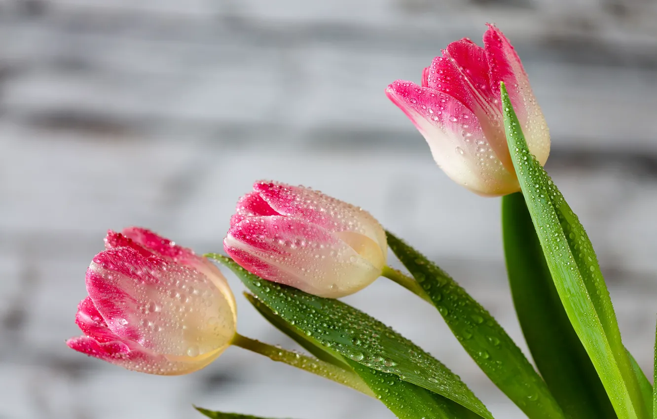 Photo wallpaper drops, bouquet, tulips, three, pink, trio, light background