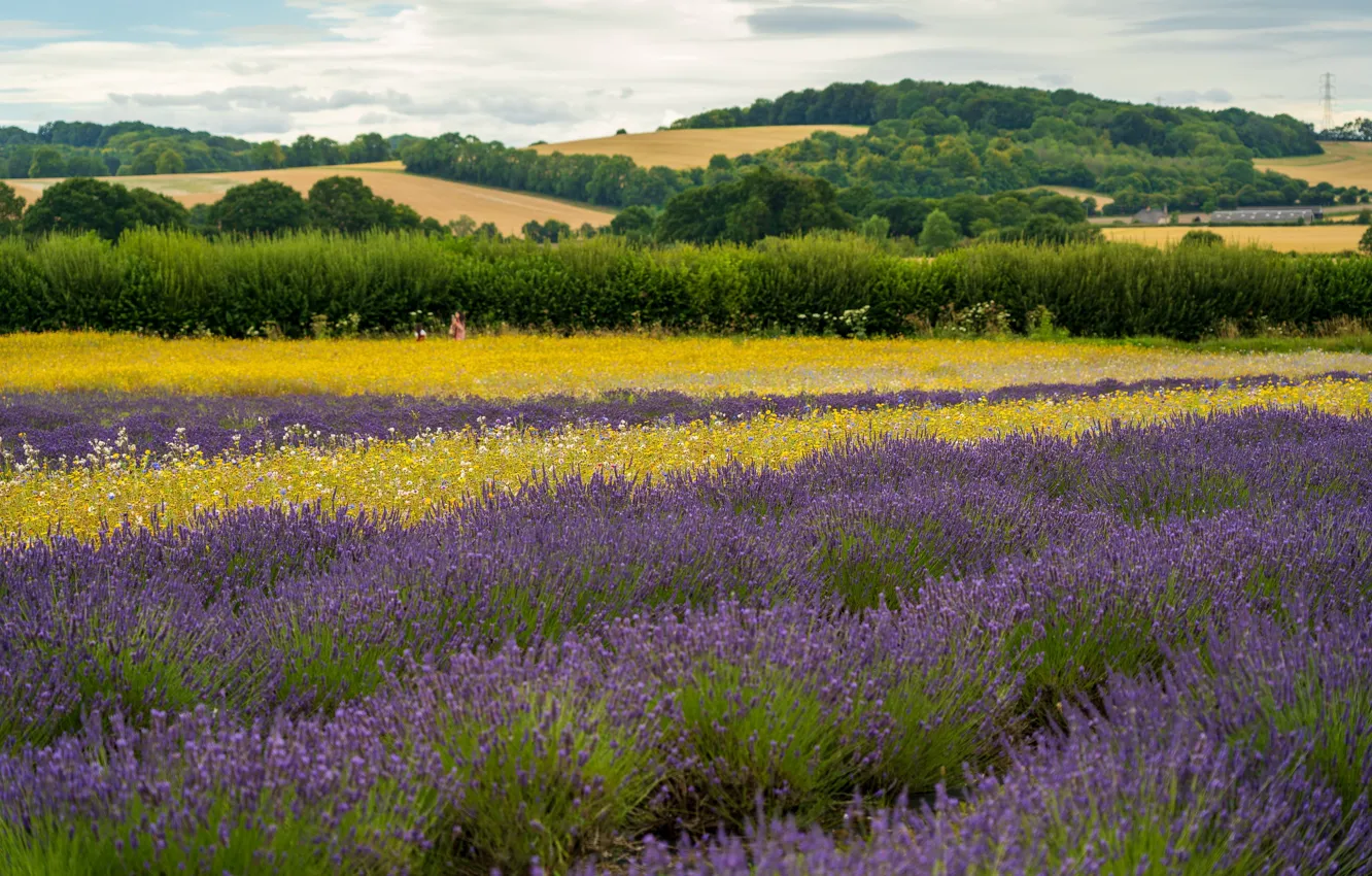 Photo wallpaper flowers, plantation, lavender, lavender field