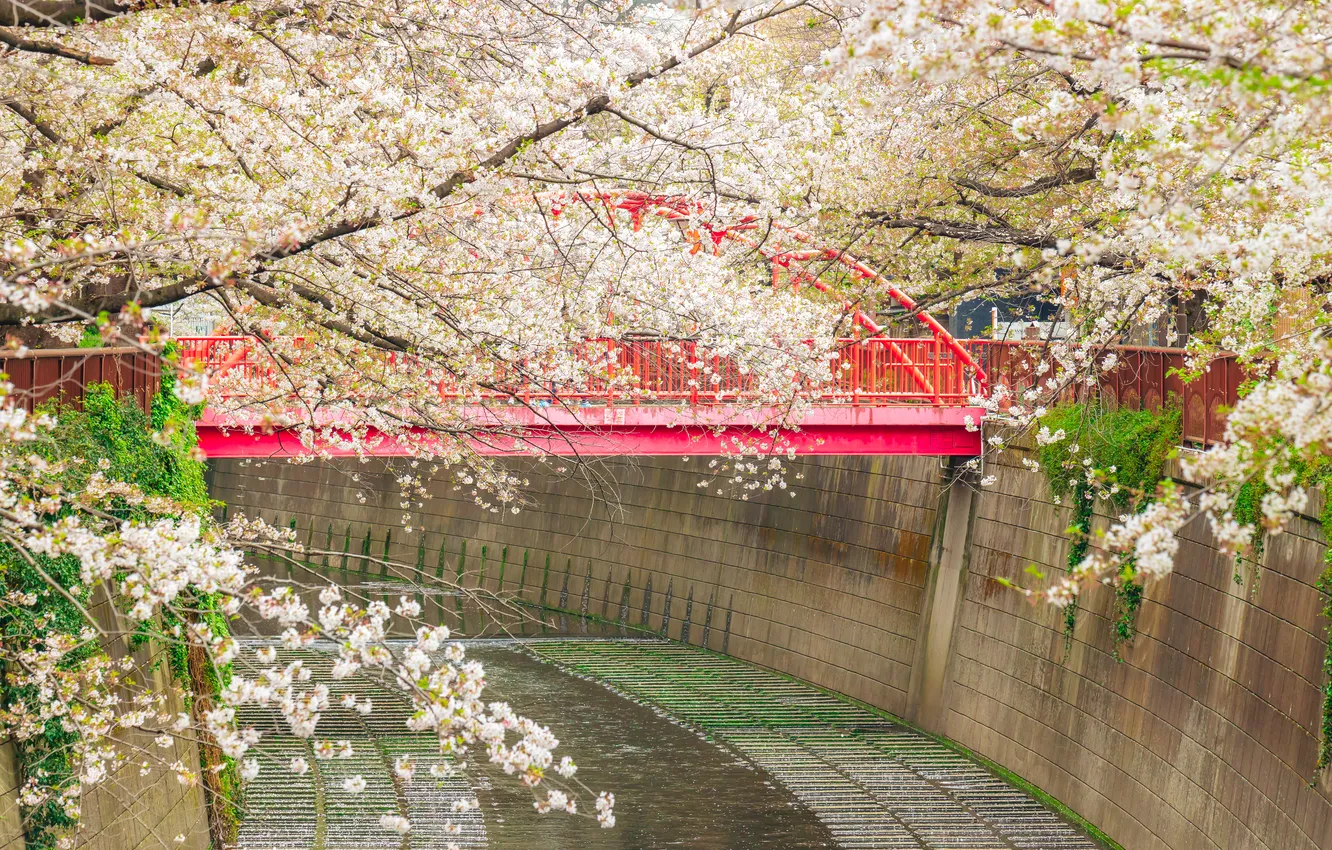 Photo wallpaper flowers, Asia, spring, Sakura, flowering