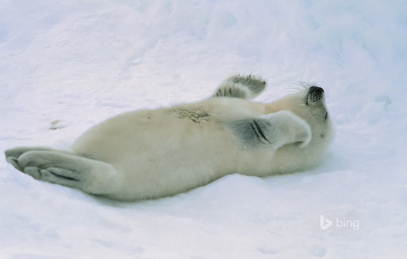 Photo wallpaper snow, seal, cub, Arctic
