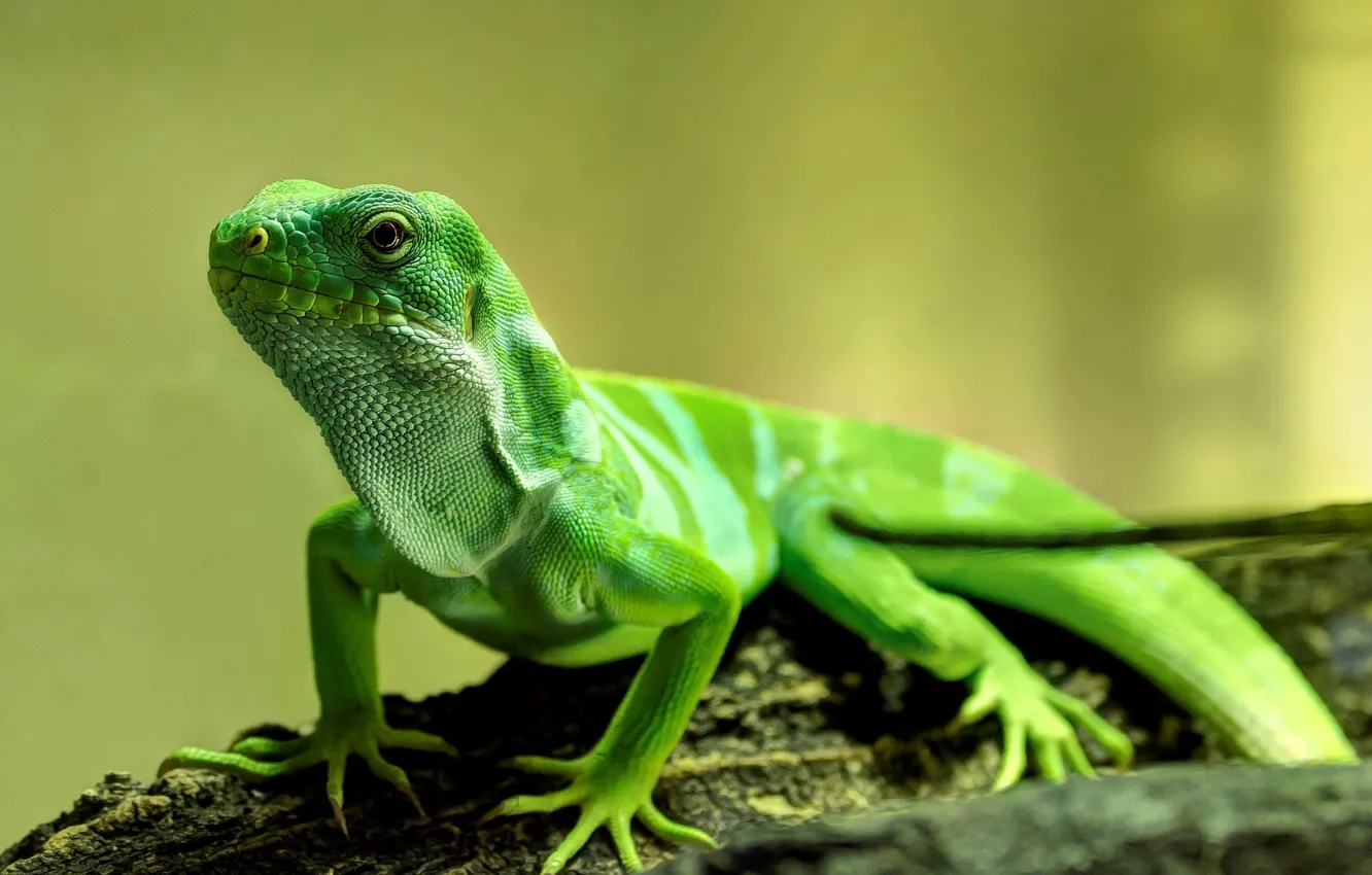 Photo wallpaper nature, background, lizard