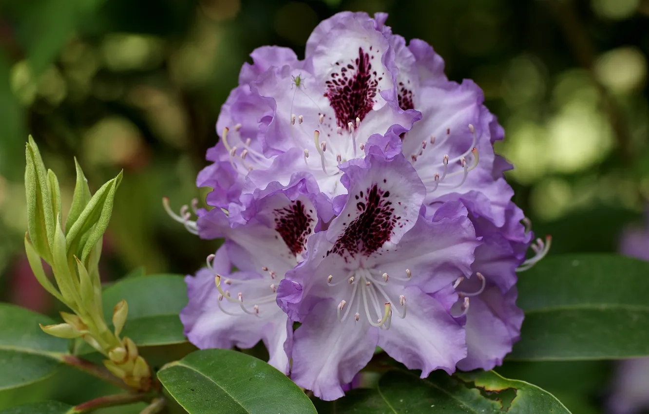 Photo wallpaper macro, Azalea, rhododendrons