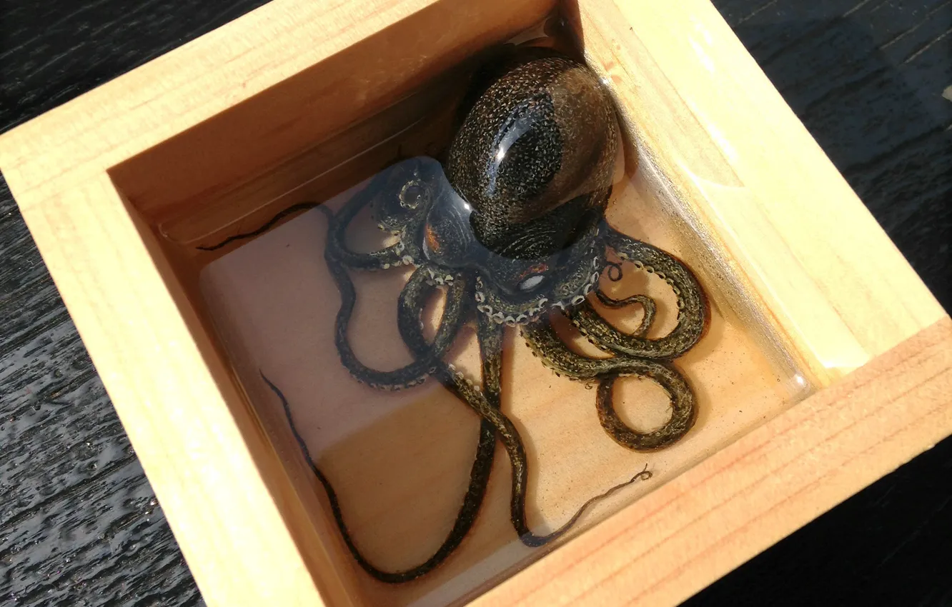 Photo wallpaper water, box, art, octopus, tentacles