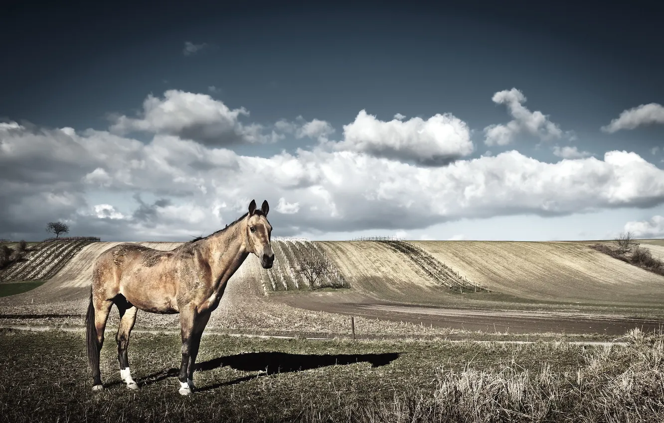 Photo wallpaper nature, background, horse