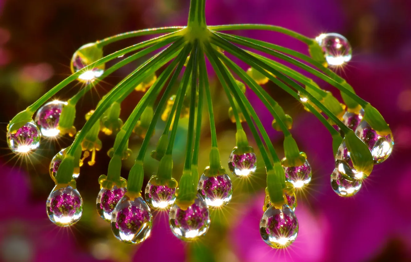 Photo wallpaper drops, light, nature, reflection, umbrella, Shine, color, dill