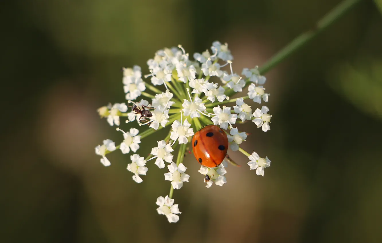 Photo wallpaper flowers, ladybug, beetle, insect
