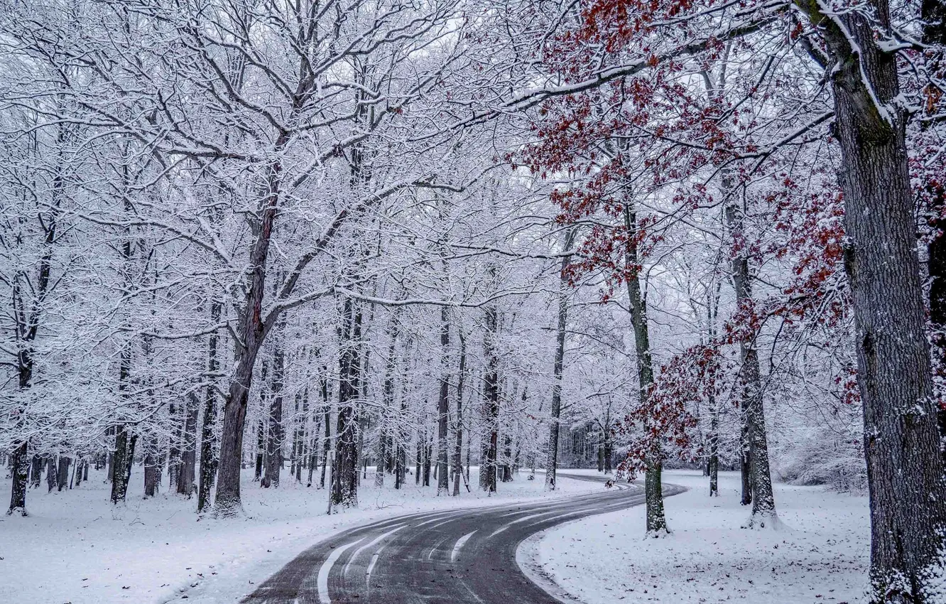 Photo wallpaper winter, road, forest
