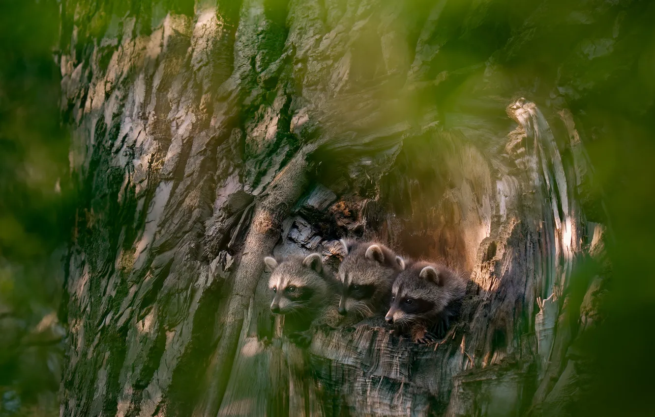 Photo wallpaper light, trees, raccoon, cub, face, trio, bokeh, the hollow