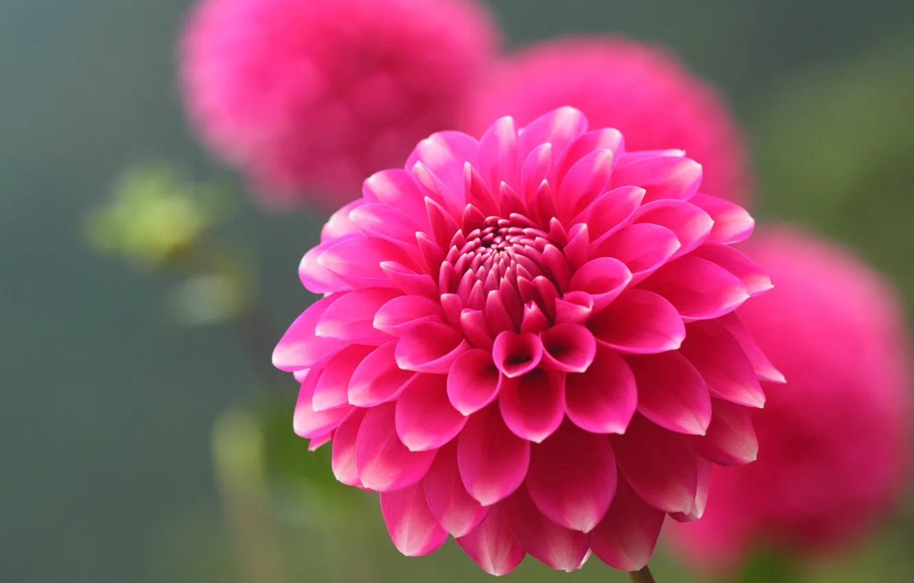 Photo wallpaper flowers, pink, dahlias