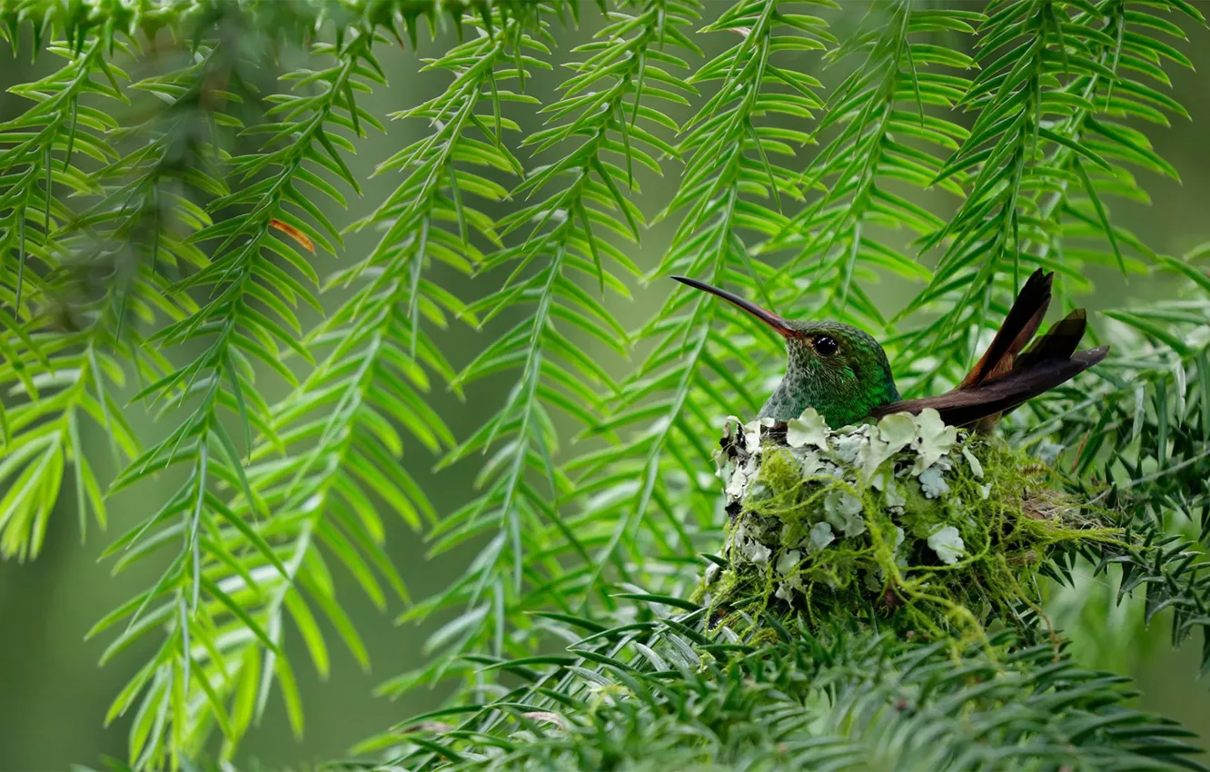 Photo wallpaper bird, beak, Hummingbird, Costa Rica, korichnevoy amazilia