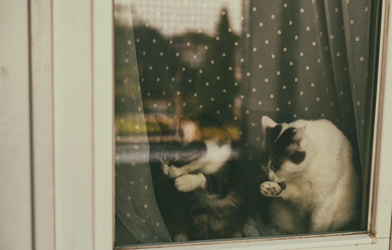 Photo wallpaper cat, cat, glass, reflection, together, paws, window, curtains