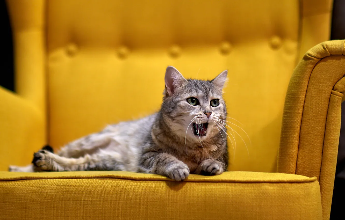 Photo wallpaper cat, cat, sofa, yellow background