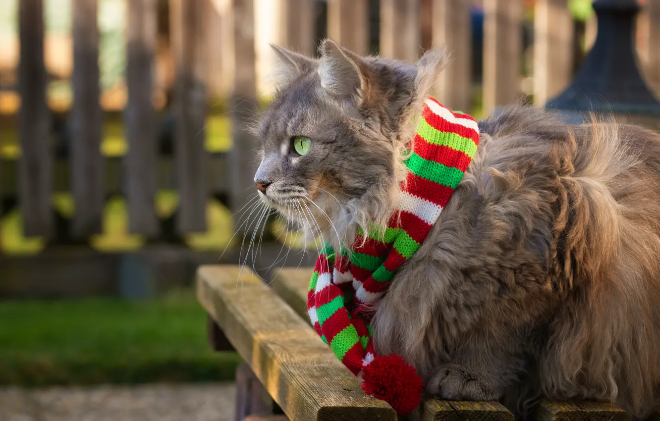 Photo wallpaper cat, cat, pose, scarf, profile, grey