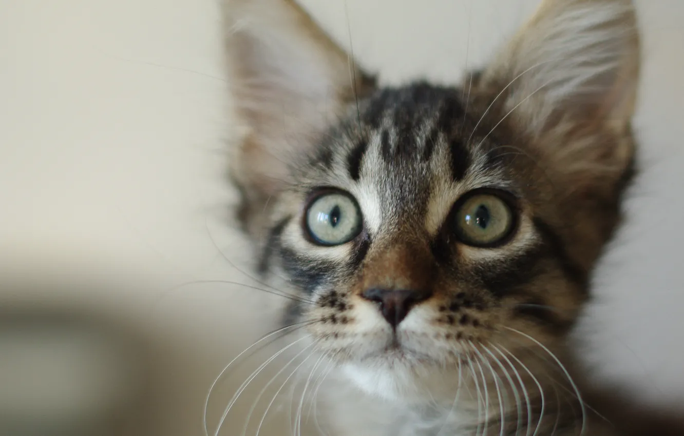 Photo wallpaper cats, kittens, British fold