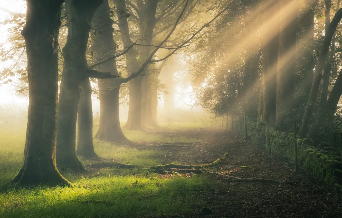 Photo wallpaper forest, grass, rays, light, trees, branches, nature, fog