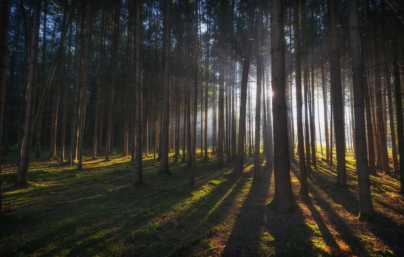 Photo wallpaper forest, the sun, rays, trees, pine, Bor
