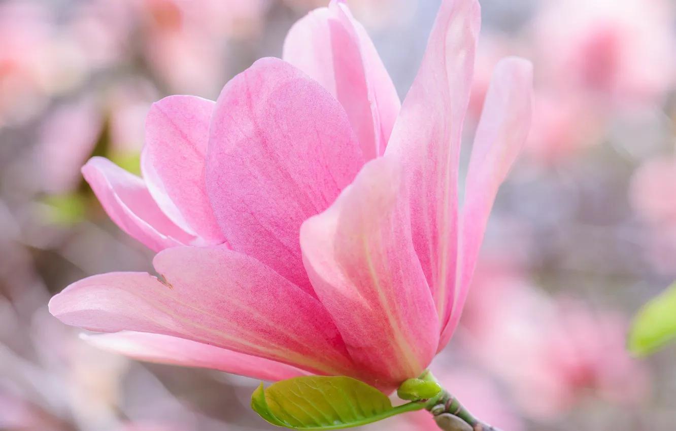 Photo wallpaper macro, trees, spring, petals, Magnolia