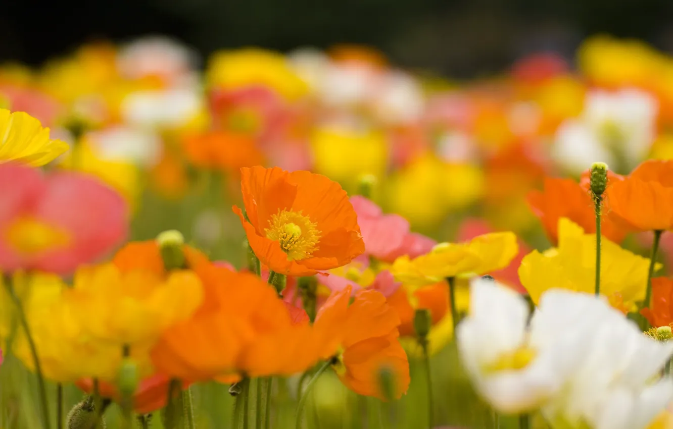 Photo wallpaper field, flowers, orange, yellow, nature, glade, bright, plant