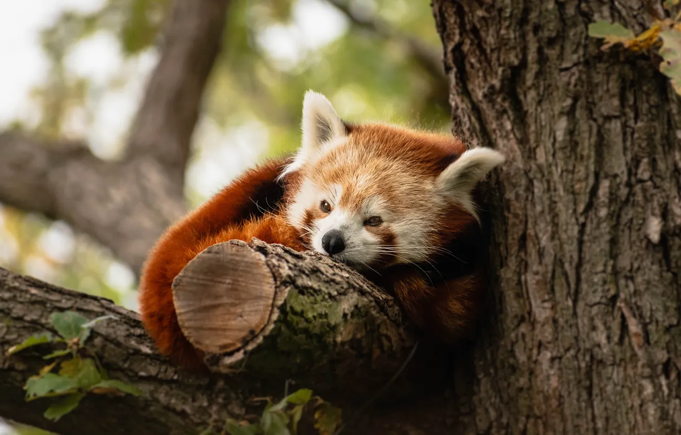Photo wallpaper trees, lies, red Panda, red Panda