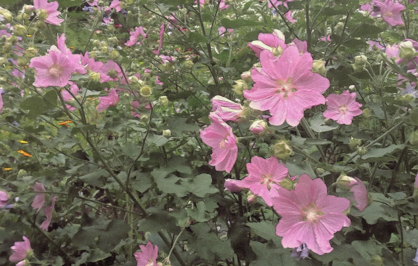 Photo wallpaper flowers, July, leto2024, Mallow musk