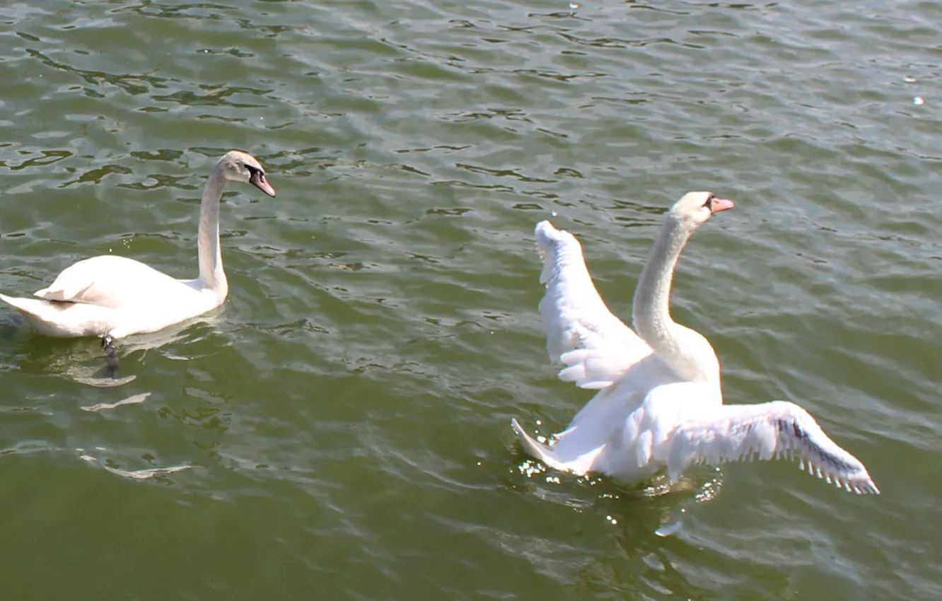 Photo wallpaper sea, water, swans