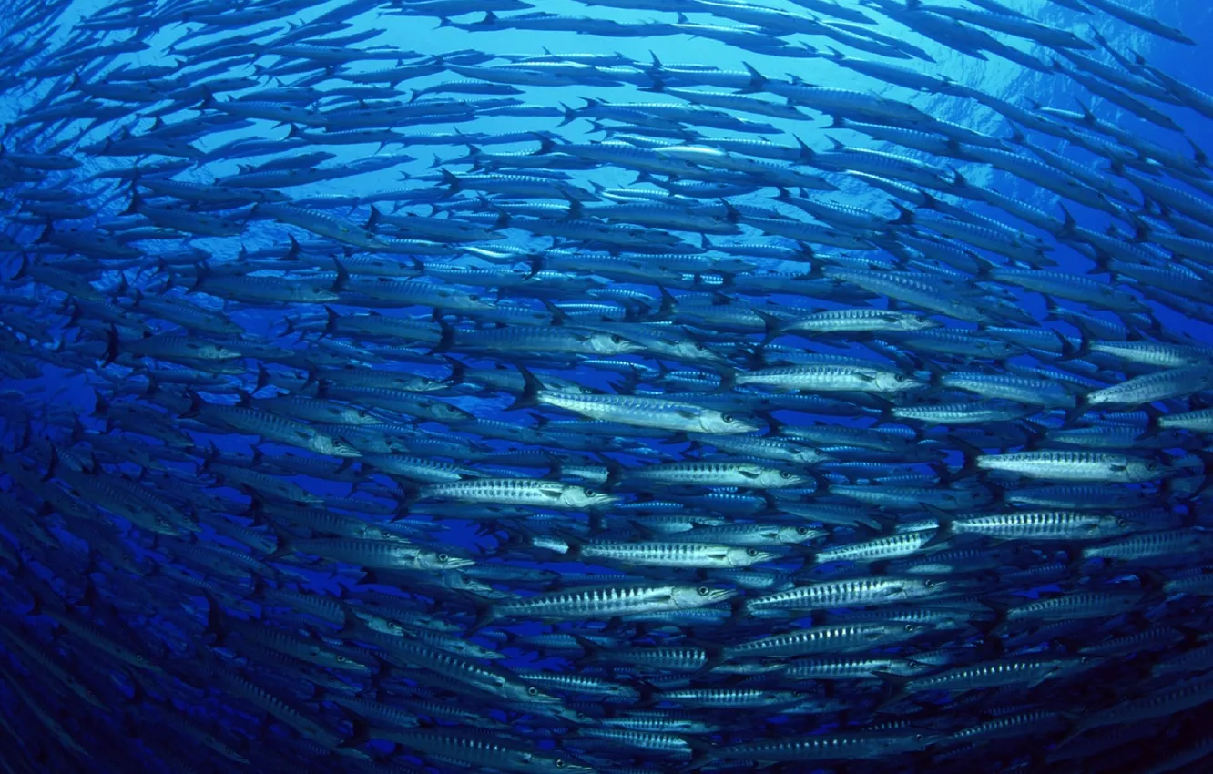 Photo wallpaper the ocean, fish, pack