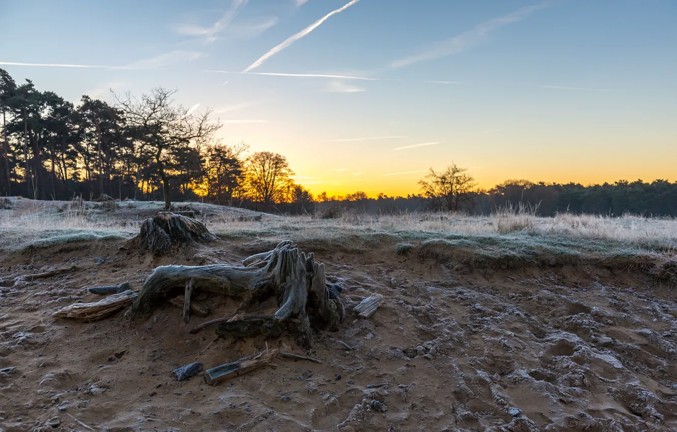 Photo wallpaper the sky, nature, stump