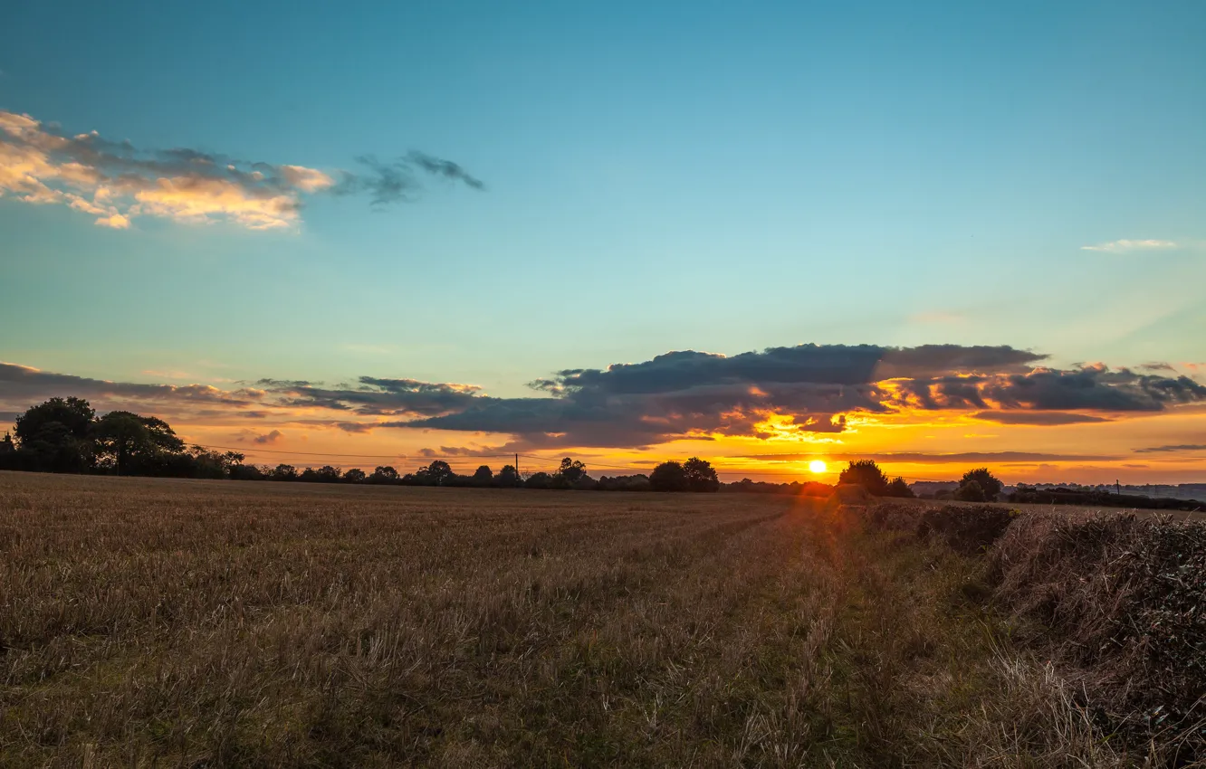 Photo wallpaper field, sunset, trees. the sun