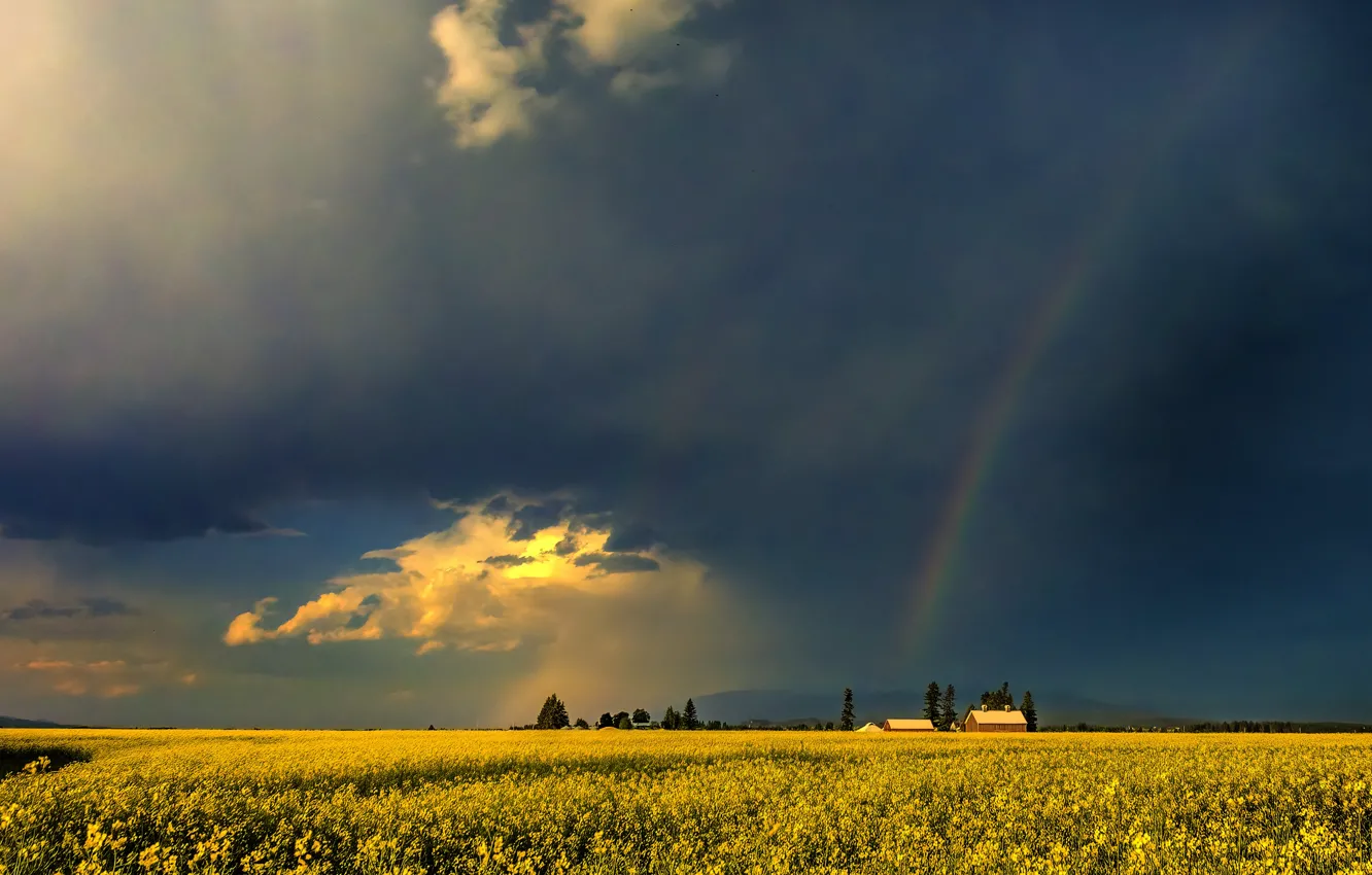 Photo wallpaper field, summer, the sky, clouds, light, trees, flowers, yellow