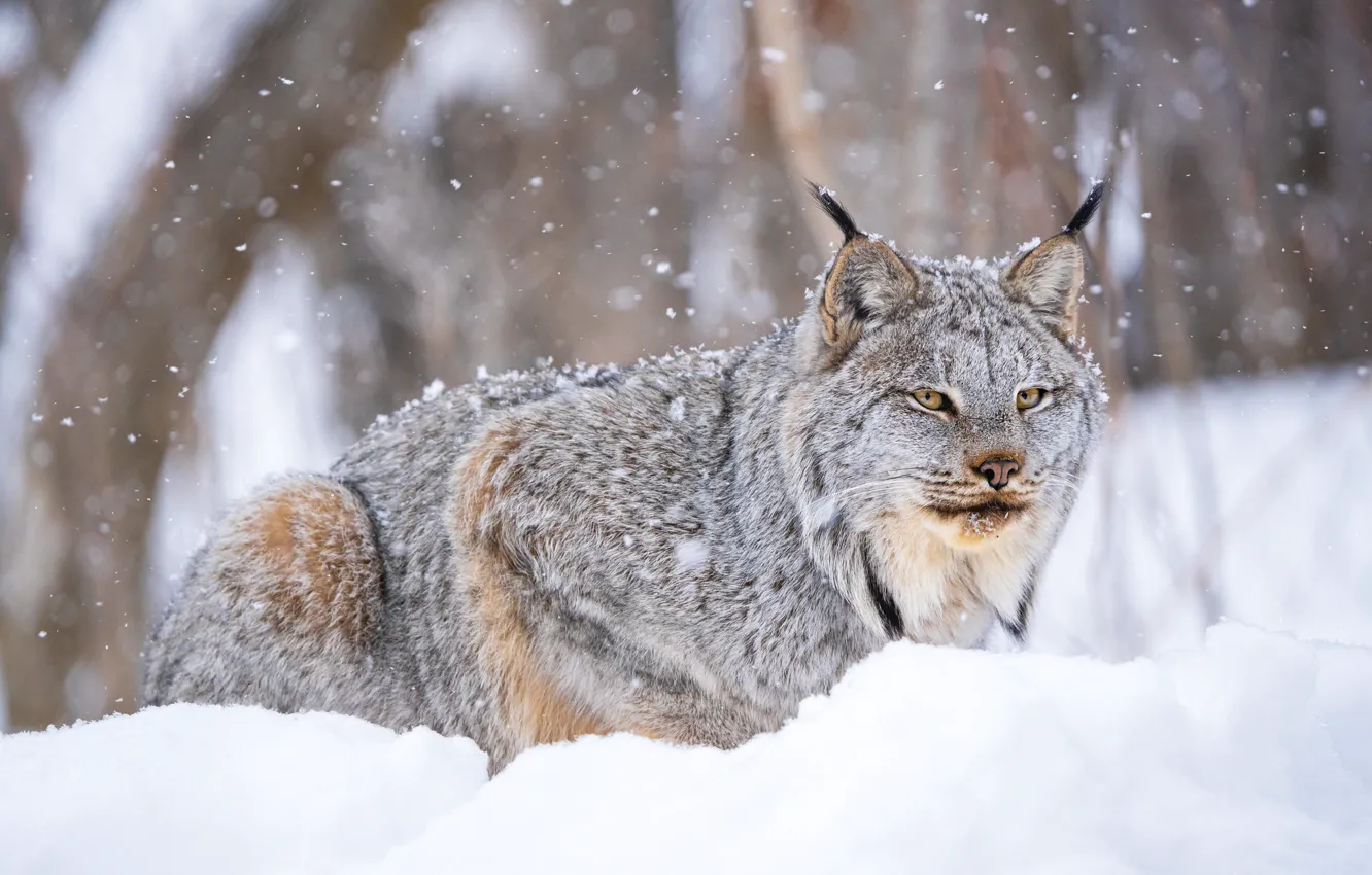 Photo wallpaper winter, forest, look, face, snow, pose, the snow, lynx
