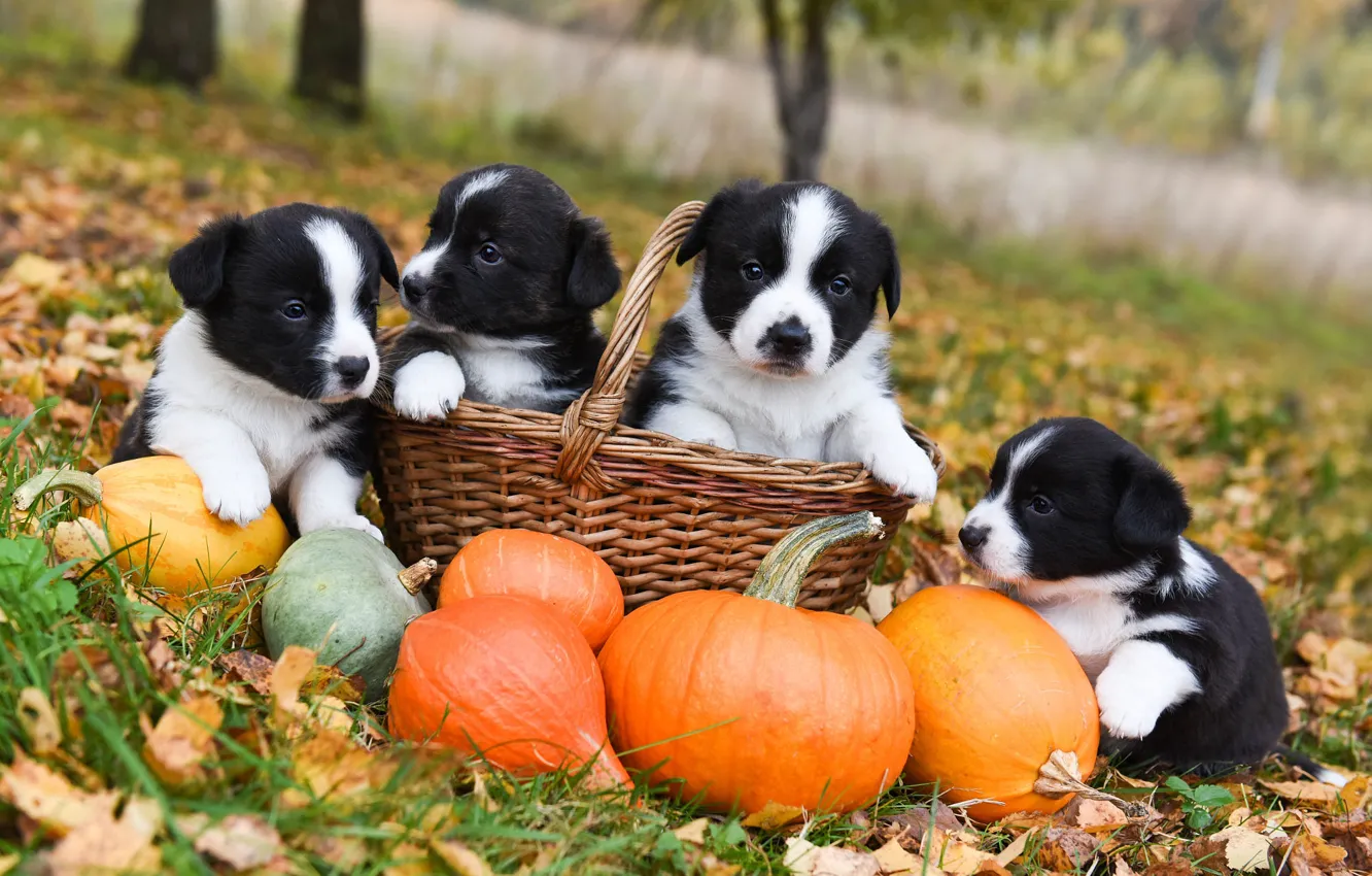 Photo wallpaper autumn, dogs, grass, look, nature, Park, glade, foliage
